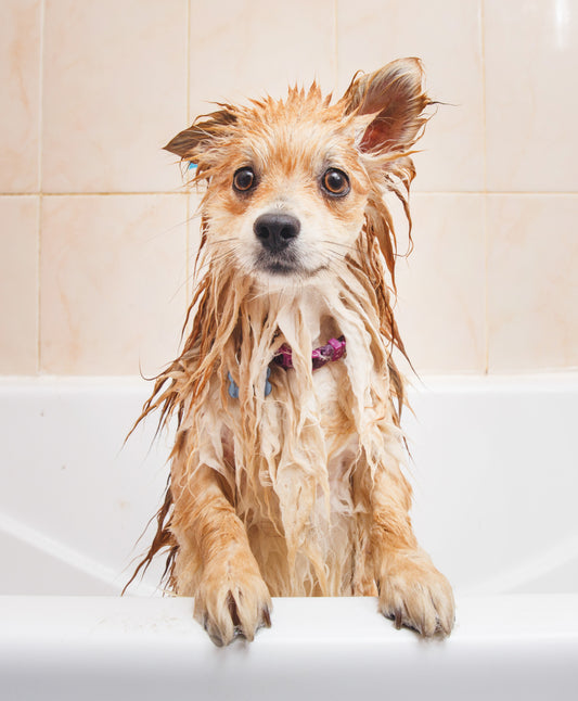 Posy shampoo bars are not soap